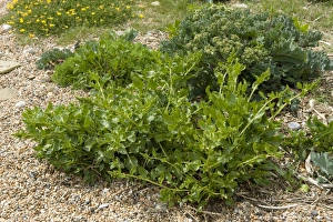 Chesil Prints: Sea beet, Beta vulgaris ssp maritima, flowering plant on shingle at Chesil beach in Dorset
