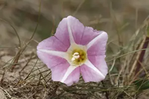 Sea Bindweed (Calystegia soldanella) close-up of flower, Burnham Overy, Norfolk, England, July
