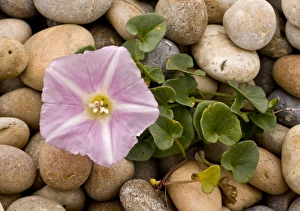 Shingle Prints: Sea Bindweed (Calystegia soldanella) flowering