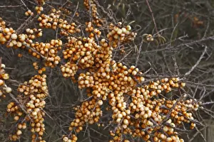 Sea Buckthorns Prints: Sea Buckthorn (Hippophae rhamnoides) close-up of berries