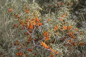 Sea Buckthorn (Hippophae rhamnoides) at Snettisham North West Norfolk