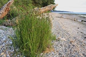 Sea Club-rush (Bolboschoenus maritimus) flowering, growing on pebbles at edge of beach at dawn, Bembridge, Isle of Wight, England, june