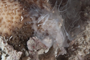West Papua Prints: Sea Cucumber (Bohadschia marmorata) adult