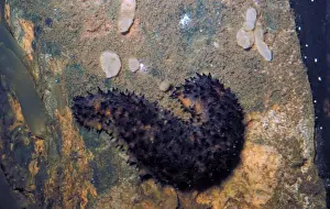 Sea Cucumbers Prints: Sea Cucumber Cotton Spinner (Holothuria forrkali) on rock with sponges and sea squirts