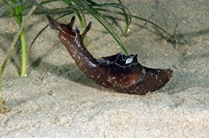 Sea-hare (Aplysia punctata) adult, amongst eelgrass on sandy seabed, Worbarrow Bay, Isle of Purbeck, Dorset, England, july