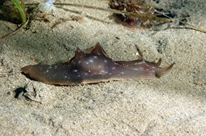 Sea-hare (Aplysia punctata) adult, on sandy seabed, Worbarrow Bay, Isle of Purbeck, Dorset, England, july