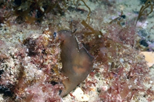 Sea-hare (Aplysia punctata) adult, on seabed, Brandy Bay, Isle of Purbeck, Dorset, England, August