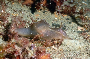 Sea-hare (Aplysia punctata) adult, on seabed, Brandy Bay, Isle of Purbeck, Dorset, England, August