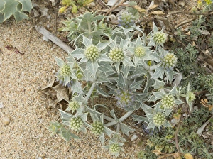 Sandy Prints: Sea Holly (Eryngium maritimum) flowering, growing on sandy beach, Sardinia, Italy, April