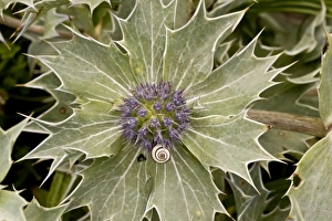 Snails Prints: Sea Holly (Eryngium maritimum) flowering