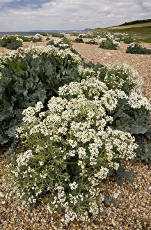 Chesil Prints: Sea Kale (Crambe maritima) flowering mass