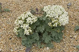 Chesil Prints: Sea kale, Crambe maritima, flowering on shingle at Chesil beach in Dorset