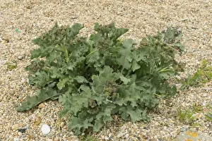 Stones Prints: Sea kale, Crambe maritima, on shingle at Chesil beach in Dorset