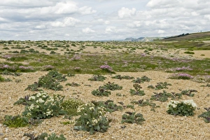 Chesil Prints: Sea kale, Crambe maritima, and thrift