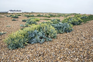 Shingle Prints: Sea Kale at Shingle Street, Suffolk
