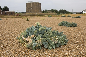 Shingle Prints: Sea Kale at Shingle Street, Suffolk, with Martello Tower a behind