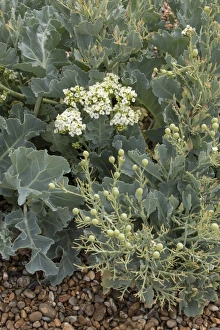 Pods Prints: Sea Kale showing leaf, flower and Pods