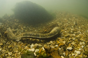Nest Prints: Sea Lamprey (Petromyzon marinus) adult female