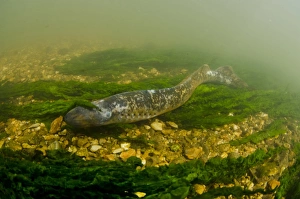 Migrating Prints: Sea Lamprey (Petromyzon marinus) adult male