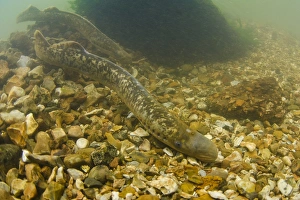 Sea Lamprey (Petromyzon marinus) adult pair, in redd nest on stony riverbed, River Test, Hampshire, England, June