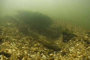 Nest Prints: Sea Lamprey (Petromyzon marinus) three adults
