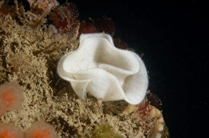 Sea-lemon (Archidoris pseudoargus) eggs, Swanage, Isle of Purbeck, Dorset, England, June