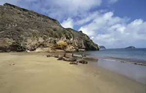 Pinniped Prints: Sea Lion Galapagos (Zalophus californianus wollebacki) On beach at Punta Pitt