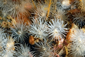 Highland Prints: Sea Loch Anemone (Protanthea simplex) adults