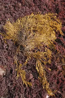 Alga Prints: Sea Oak (Halidrys siliquosa) exposed on rock ledge at low tide