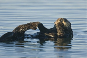 Californian Prints: Sea Otter (Enhydra lutris) adult