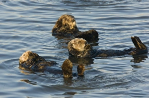 Mustelid Prints: Sea Otter (Enhydra lutris) three adults