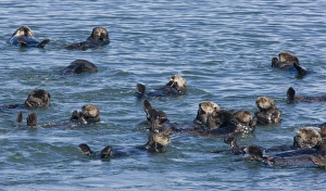 Californian Prints: Sea Otter (Enhydra lutris) group