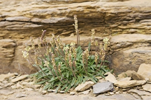 Orkney Prints: Sea Plantain (Plantago maritima) flowering