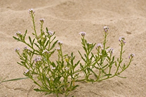 Sandy Prints: Sea Rocket (Cakile maritima ssp)