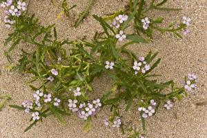 Sea Rocket (Cakile maritima ssp. integrifolia) in flower and fruit, growing on sand dunes, August