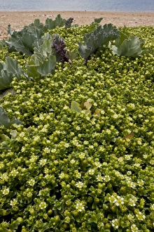 Chesil Prints: Sea Sandwort (Honckenya peploides) flowering mass