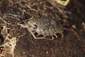 Sea Slater (Ligia oceanica) adult, under driftwood on strandline, Broad Bench, Kimmeridge Bay, Isle of Purbeck, Dorset