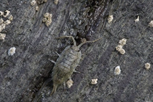 Isopoda Prints: Sea Slater (Ligia oceanica) adult