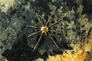Aliens Prints: Sea Spider (Ammothea hilgendorfi) introduced species