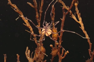 Sacs Prints: Sea Spider (Nymphon gracile) adult, with egg sacs, Kimmeridge, Dorset, England, february