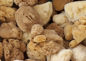 Sells Prints: Sea sponges for sale in gift shop
