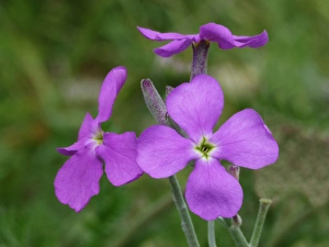 Corsica Prints: Sea Stock (Matthiola sinuata) close-up of flowers, Bonifacio Gulf, Corsica, France, April