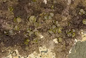 Sea-thong (Himanthalia elongata) buttons growth at base of holdfast, exposed on rock at low tide, Devon, England
