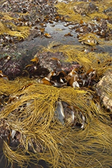 Sea-thong (Himanthalia elongata) exposed at low tide, Swanage, Dorset, England, april