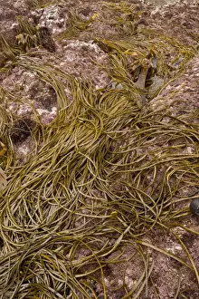 Sea-thong (Himanthalia elongata) exposed on rock at low tide, Devon, England, September