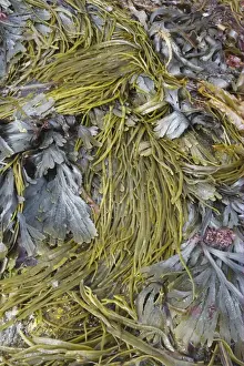 Fronds Prints: Sea-thong (Himanthalia elongata) and Toothed Wrack (Fucus serratus) fronds