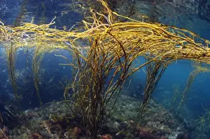Sea-thong (Himanthalia elongata) in underwater habitat, Kimmeridge Bay, Isle of Purbeck, Dorset, England, July
