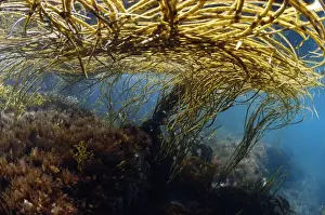 Sea-thong (Himanthalia elongata) in underwater habitat, Kimmeridge Bay, Isle of Purbeck, Dorset, England, July