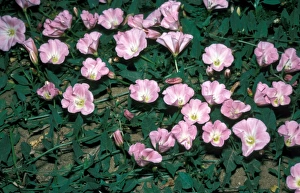 Wild Flower Prints: SeaBindweed (Calystegia soldanella)