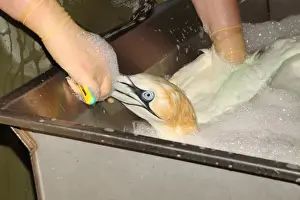 Seabird Prints: Seabird rescue, contaminated Northern Gannet (Morus bassanus) adult